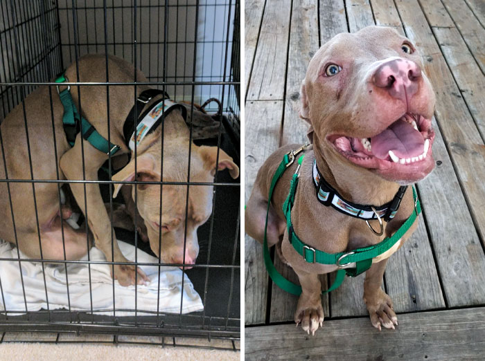 This Is Why We Foster. The Difference A Few Weeks Can Make