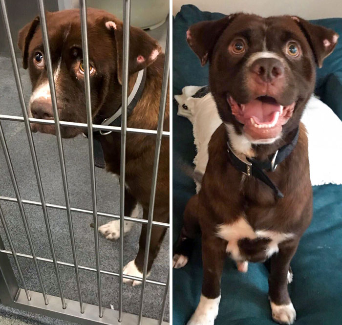Tucker Before And After We Adopted