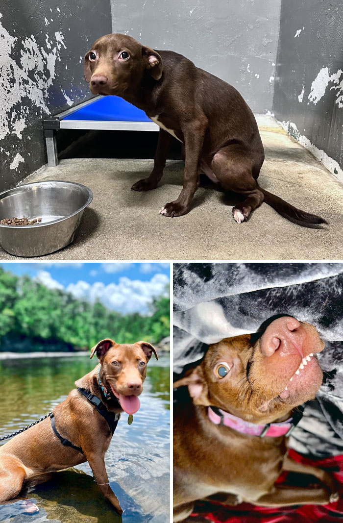 This Is Gertie Before vs. After. She Was Dumped At The Shelter At 8 Weeks Old And Was There For Four Months. However, We Adopted Gertie, And We Love Her Very Much