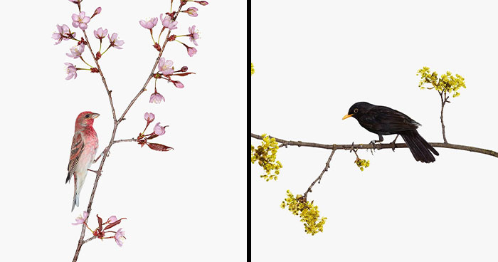 This Artist Photographs Birds On Plants And Branches In A Studio (30 Pics)