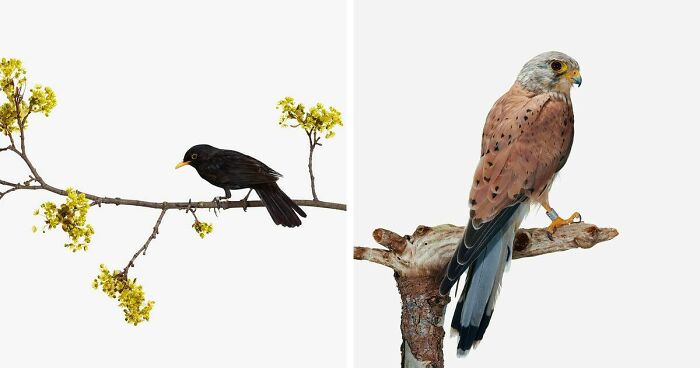 This Artist Photographs Birds On Plants And Branches In A Studio (30 Pics)