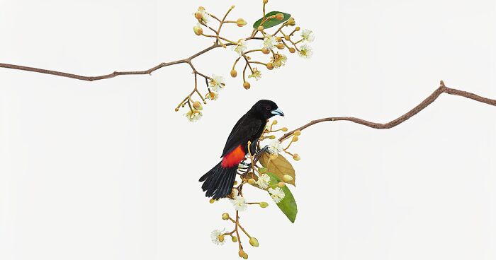 This Artist Photographs Birds On Plants And Branches In A Studio (30 Pics)