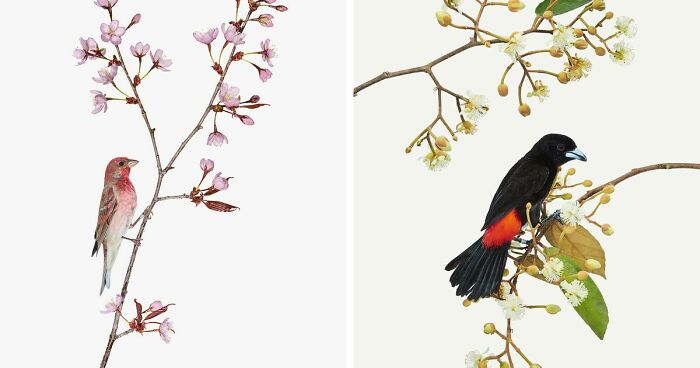 This Artist Photographs Birds On Plants And Branches In A Studio (30 Pics)