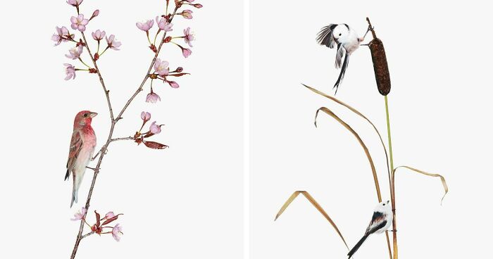 This Artist Photographs Birds On Plants And Branches In A Studio (30 Pics)