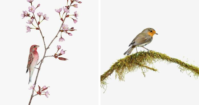 This Artist Photographs Birds On Plants And Branches In A Studio (30 Pics)