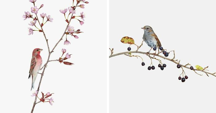 This Artist Photographs Birds On Plants And Branches In A Studio (30 Pics)