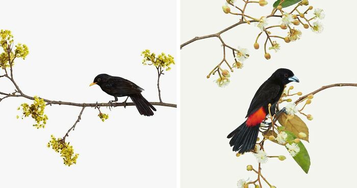 This Artist Photographs Birds On Plants And Branches In A Studio (30 Pics)