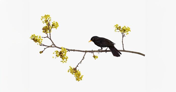 This Artist Photographs Birds On Plants And Branches In A Studio (30 Pics)