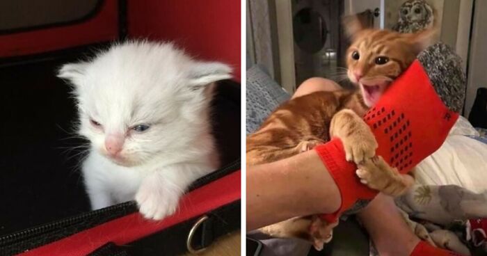 93 Times Cat Owners Captured Their Cats Being Cute, Funny Or Weird