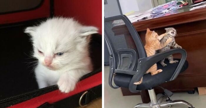 93 Cat Pics That Show The Reasons Why People Love Them So Much