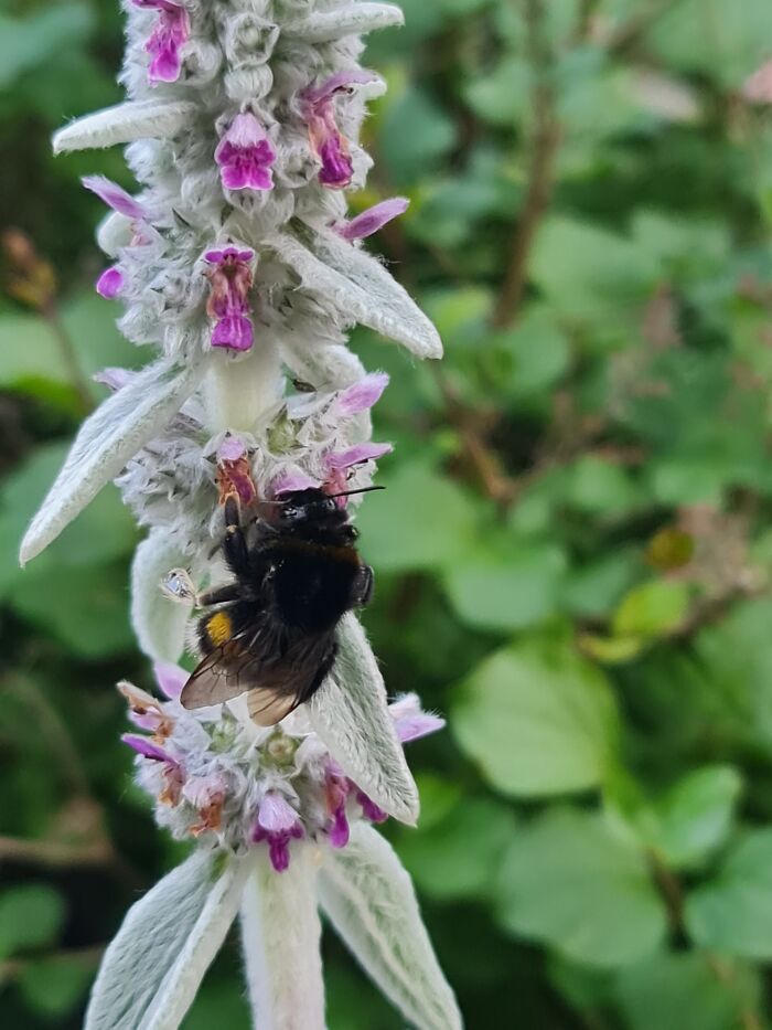 A Giant Bumblebee In My Front Garden. This Little Chap Spent The Better Part Of An Hour Doing His Thing