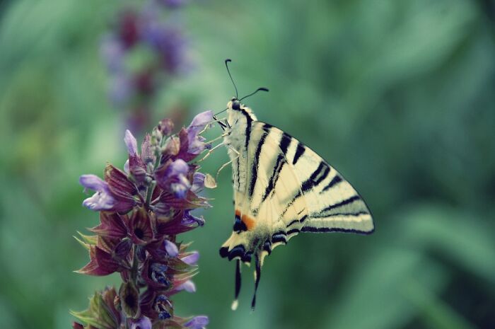 In My Parents Garden, 2011