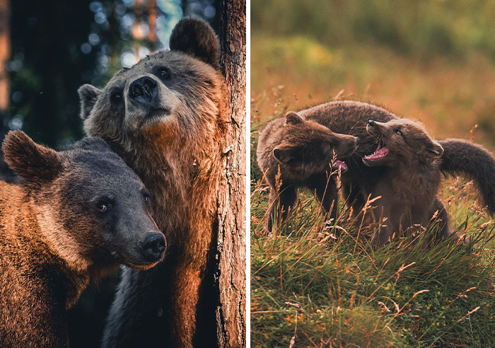 35 Close-Up Photographs Of Wild Animals In Their Natural Environments By Konsta Punkka