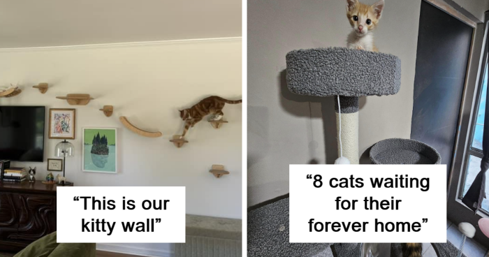 This Facebook Group Shares Interesting Ideas For Feline-Friendly Environments (66 Pics)