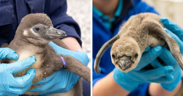 Chester Zoo Is Celebrating The Hatch Of 11 Increasingly Rare Humboldt Penguin Chicks