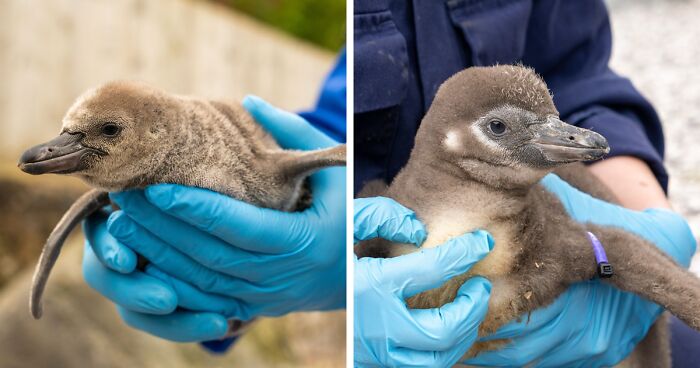 11 Adorable Humboldt Penguin Chicks Are Melting Hearts All Over The Internet