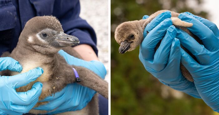 11 Adorable Humboldt Penguin Chicks Are Melting Hearts All Over The Internet