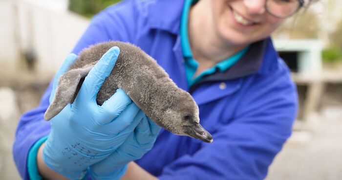 11 Penguin Chicks At The Chester Zoo Are From One Of 17 Penguin Species That Is The Most Vulnerable