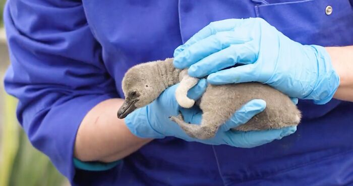 11 Adorable Humboldt Penguin Chicks Are Melting Hearts All Over The Internet
