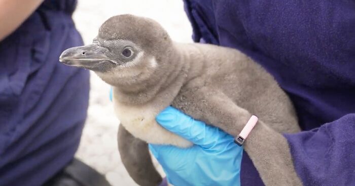 UK Zoo Welcomes 11 Adorable Endangered Penguin Chicks That Have Just Hatched