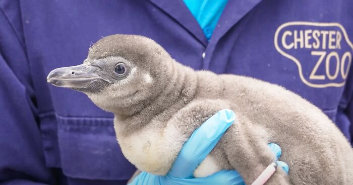 11 Humboldt Penguin Chicks Have Hatched At The Chester Zoo, The Most For A Decade