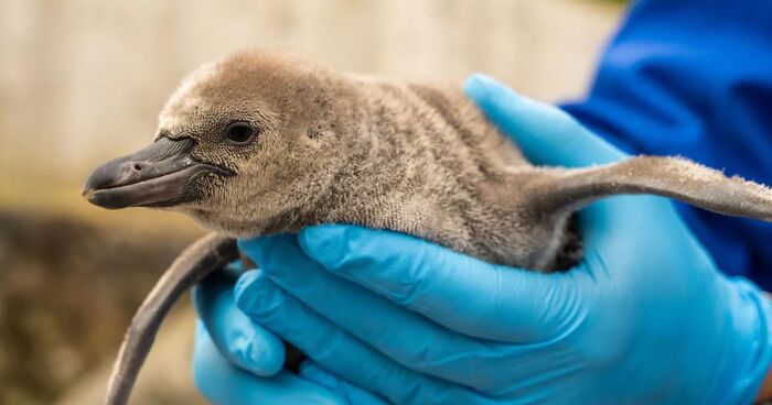 11 Adorable Humboldt Penguin Chicks Are Melting Hearts All Over The Internet