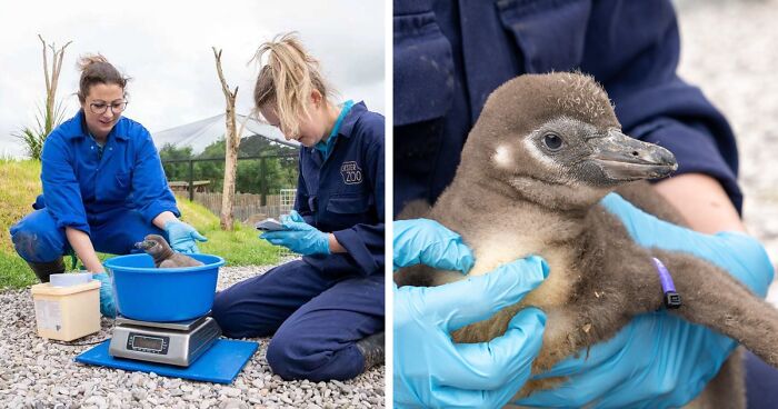 11 Adorable Humboldt Penguin Chicks Are Melting Hearts All Over The Internet