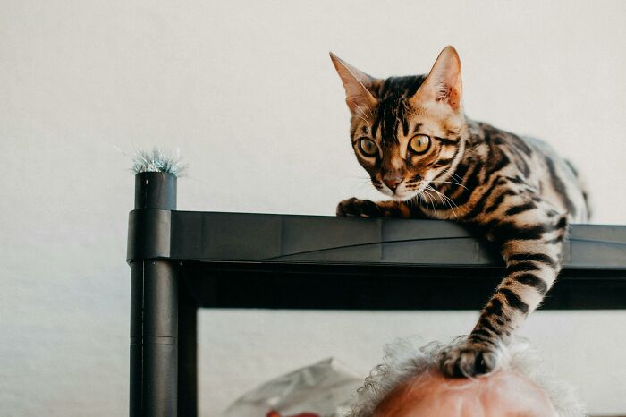 If You Want A Fancy Cat Get A Ragdoll Not A Bengal