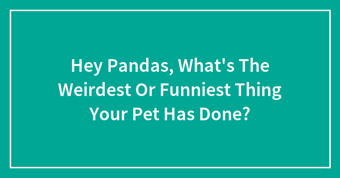 Hey Pandas, What’s The Weirdest Or Funniest Thing Your Pet Has Done? (Closed)