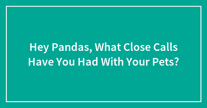 Hey Pandas, What Close Calls Have You Had With Your Pets? (Closed)