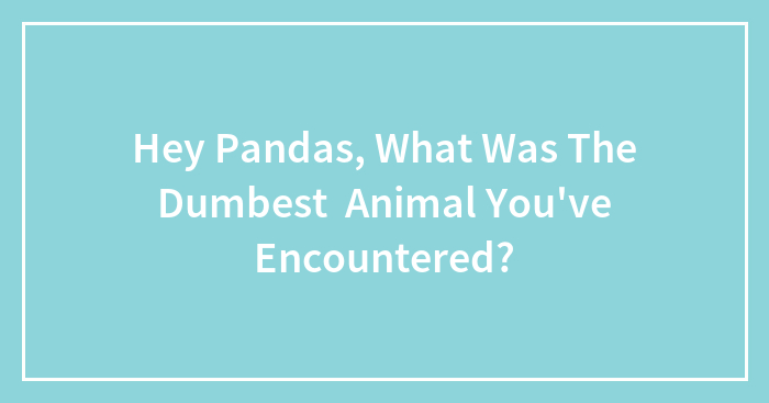 Hey Pandas, What Was The Dumbest Animal You’ve Encountered? (Closed)