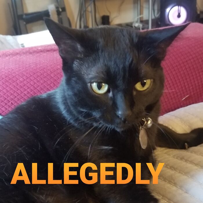 Best Of Letterkenny: 7 Memes Of My Cat