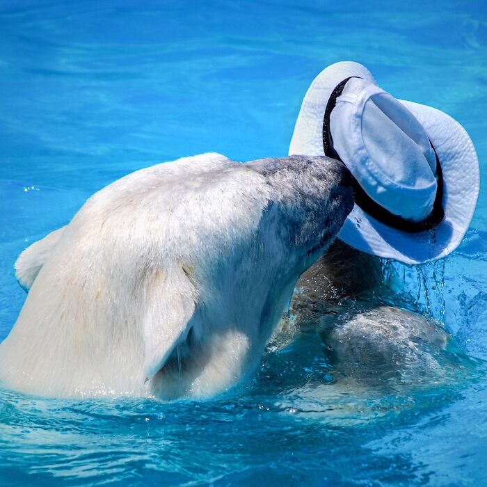 I Photographed Polar Bear’s Hat Trick (16 Pics)