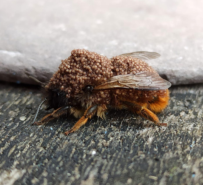 A Bee With Pollen Mites