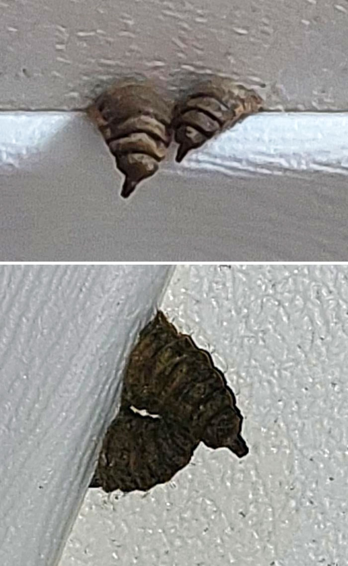 What Is Stuck In My Ceiling? It Looks Like There's Two Of Them, And They're Alive And Moving