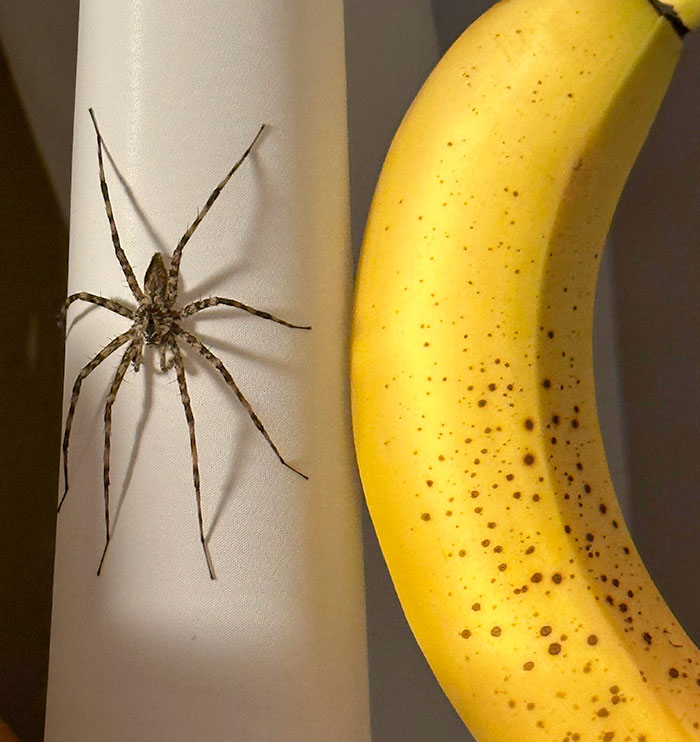 Washing My Hands While Still Half Asleep After Using The Bathroom In The Morning, I Turned And Saw This At Exactly Eye Level Less Than A Foot From My Face