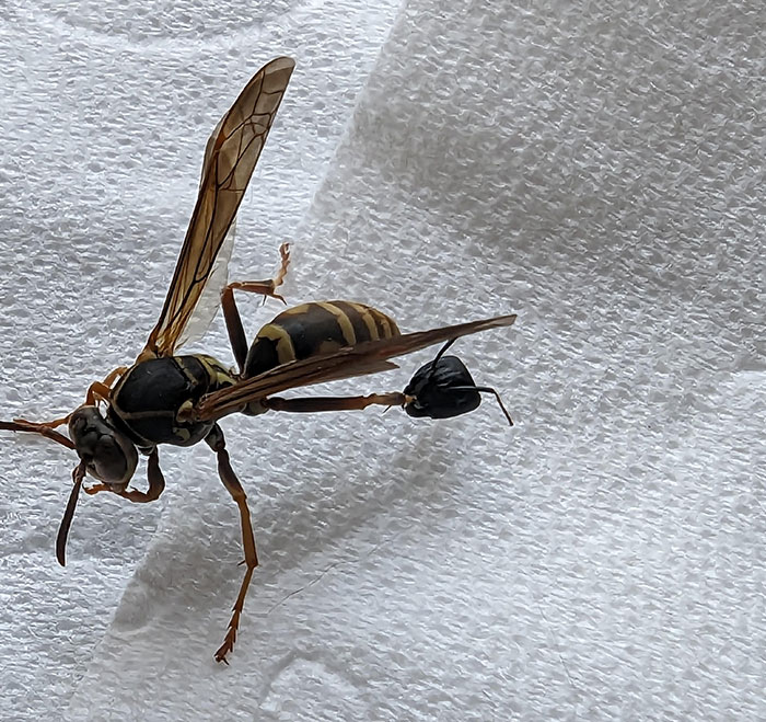 This Wasp I Caught Flying Around My House Has An Ant Head Latched Onto Its Back Leg