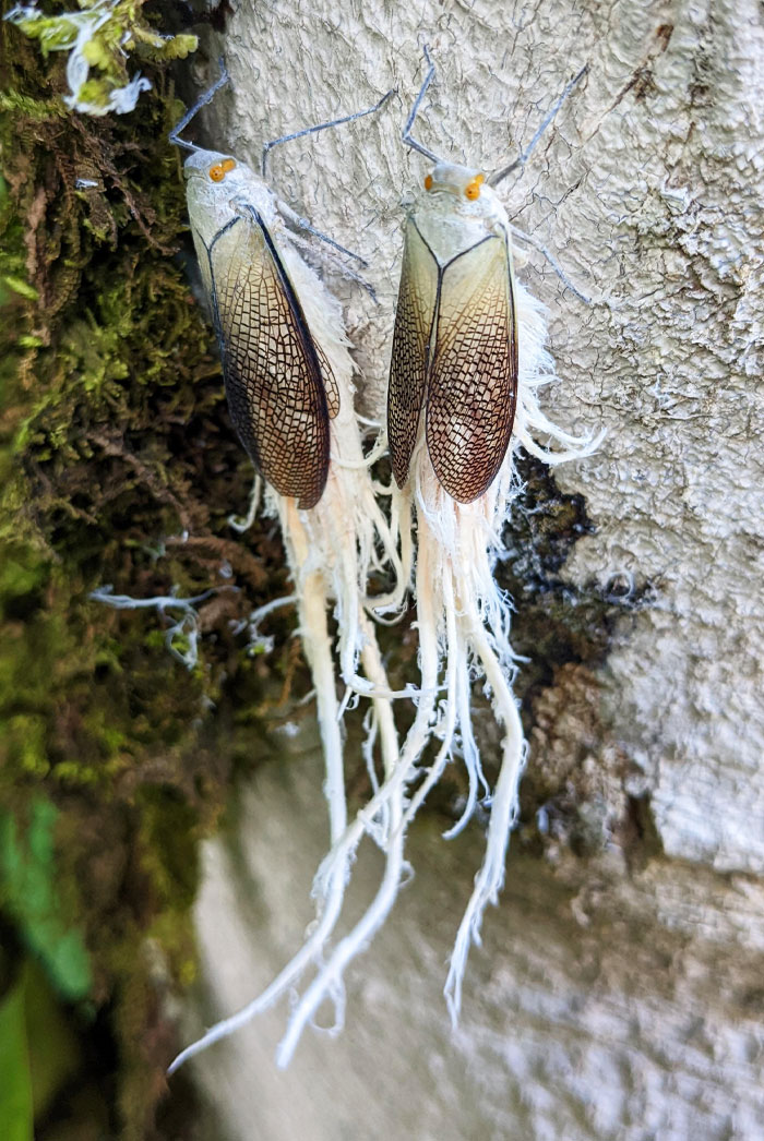 Seen In Costa Rica