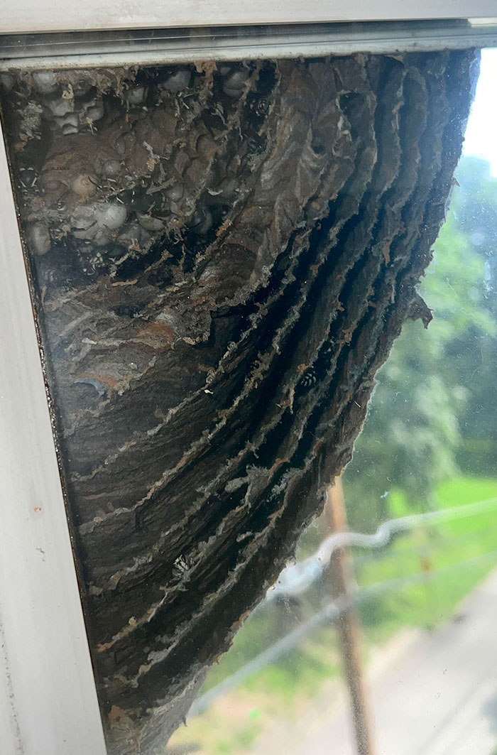 Wasps Have Made A Nest On My (Closed) Bedroom Window