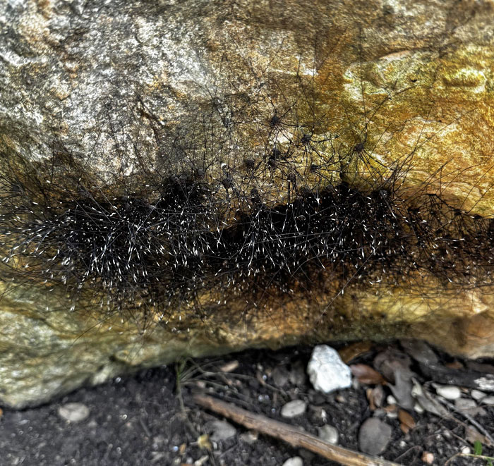 The "Hair" Under This Rock Is Actually A Mass Of Spiders