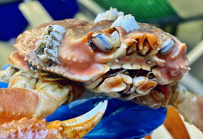 There Is Something Attractive And Repulsive About Crabs.⁣ Mother Nature Tried