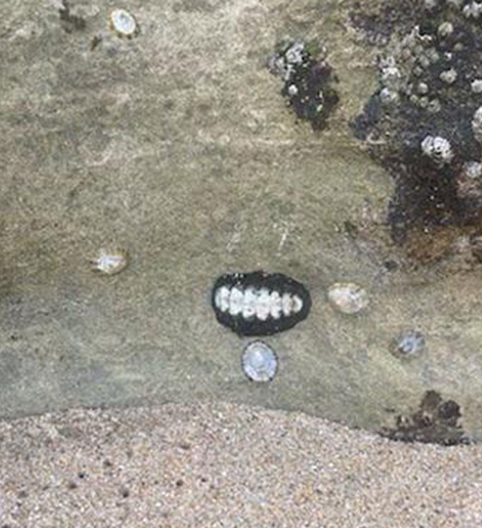 Natural Barnacles That Look Like Teeth