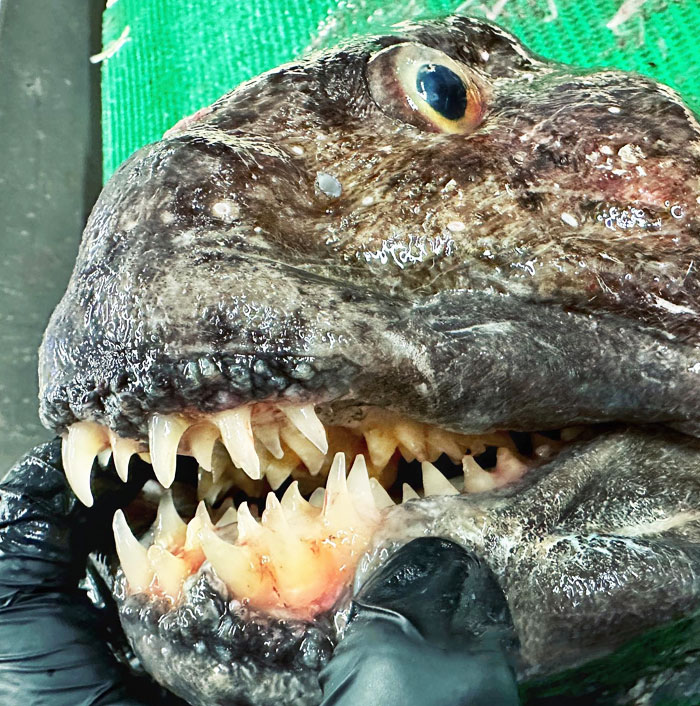 There's Nothing Unusual About A Catfish With Teeth