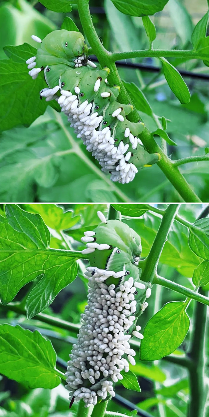 There Is A Wasp That Lays Its Eggs Under The Skin Of A Specific Caterpillar. When The Eggs Hatch, The Larvae Eat The Caterpillar Alive