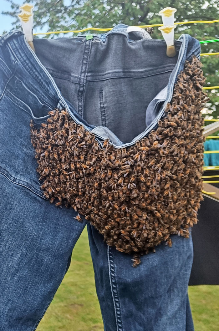 A Swarm Of Honeybees Looking For A New Home Decided That My Mother's Jeans Looked Comfortable. We Contacted A Local Beekeeper, And He Just Came By And Shook Them Into His Box
