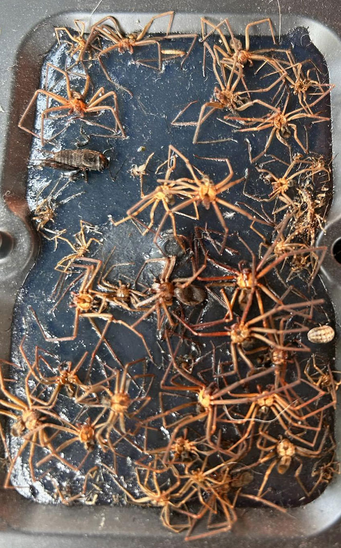 These Are All Brown Recluse. A Man Said He Had A Lot Of Glue Traps That Looked Just Like This In His Home