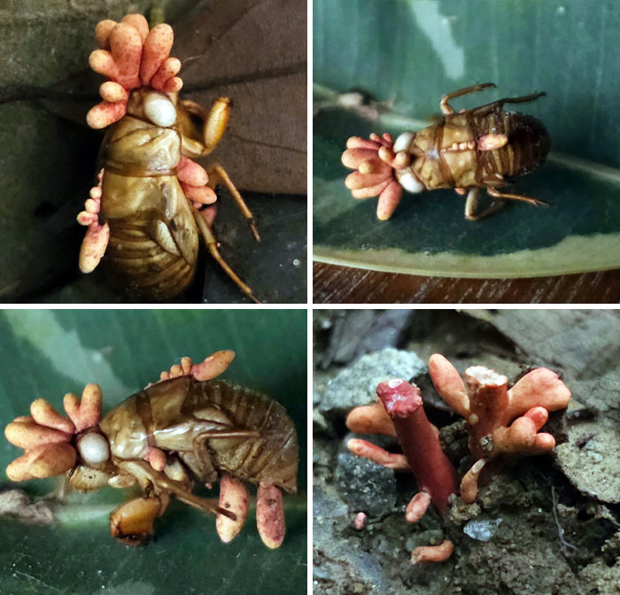 Cordyceps That I Just Found In The Rainforests Of Cairns