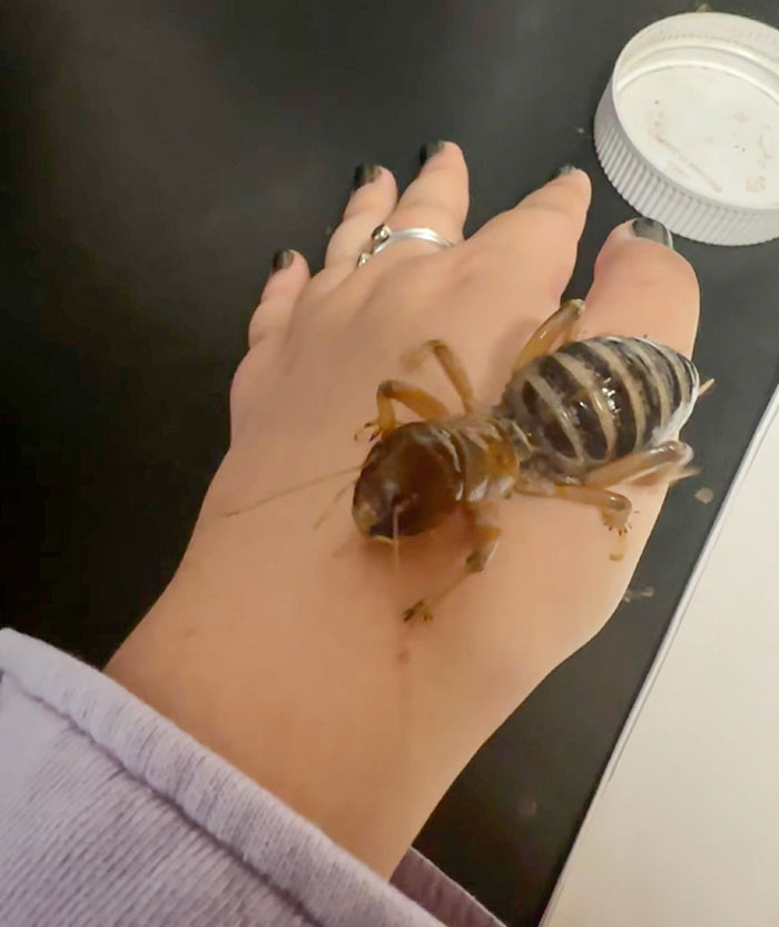Absolute Unit Of A Jerusalem Cricket, Which Is Neither From Jerusalem Nor A Cricket