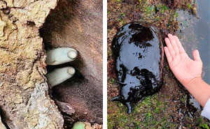 50 Of The Most Horrific Things Mother Nature Produced That People Caught On Camera (New Pics)