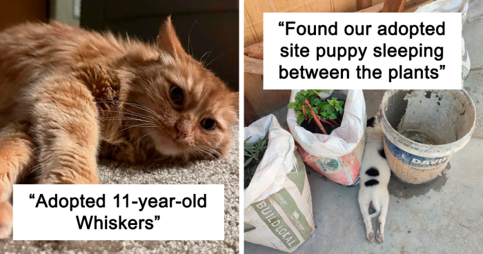 135 New Pet Owners That Couldn’t Help But Share Their Joy Of Adopting (June Edition)